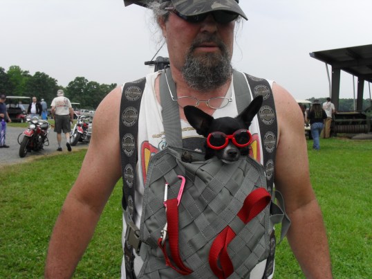  coolest dog at the show