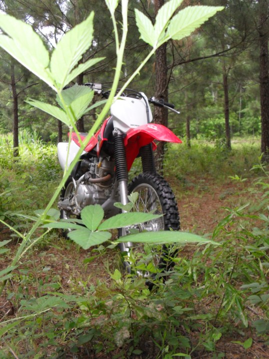 a Honda CRF 150 in the briar patch